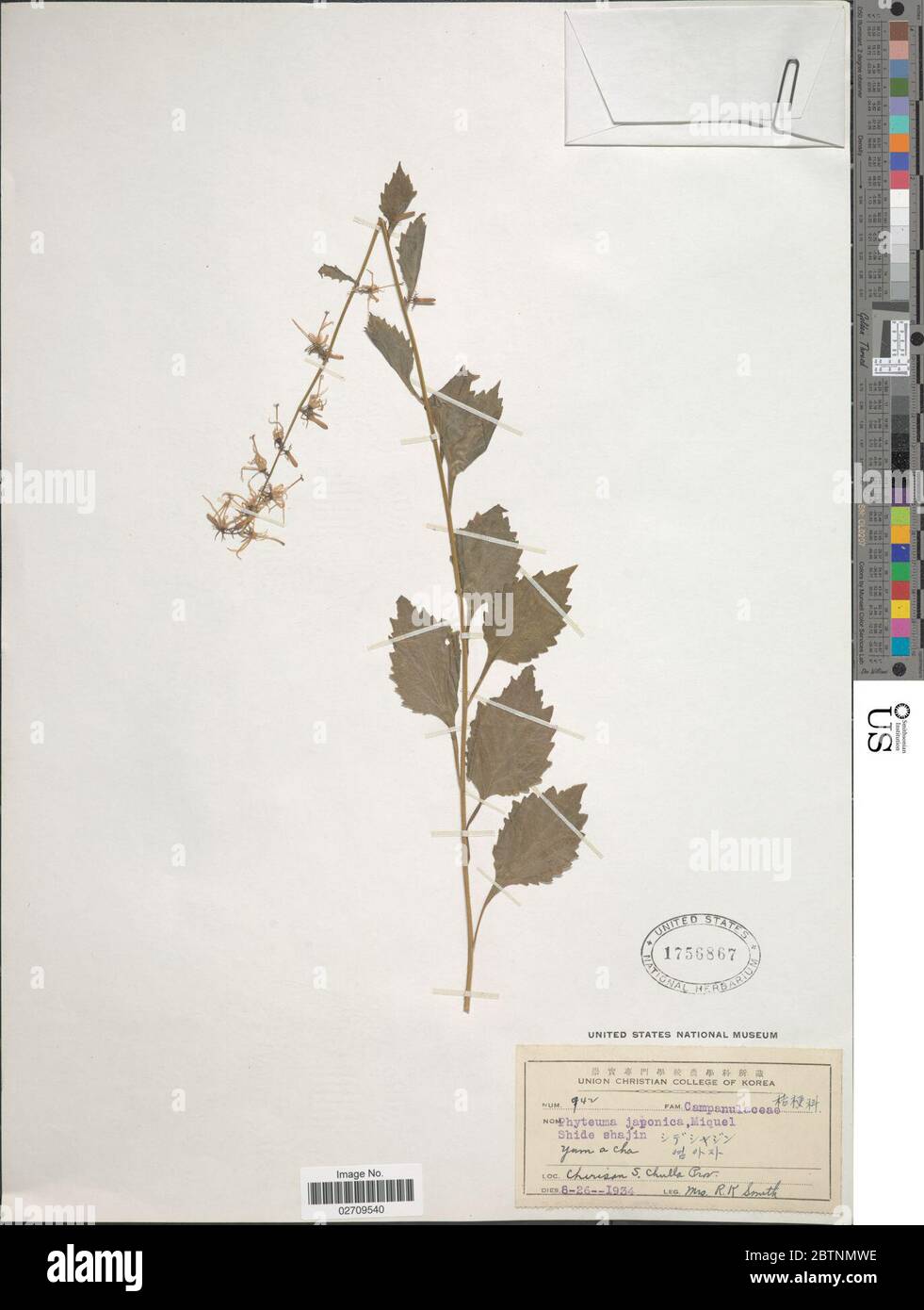 Asyneuma japonicum Wall Briq. Stock Photo