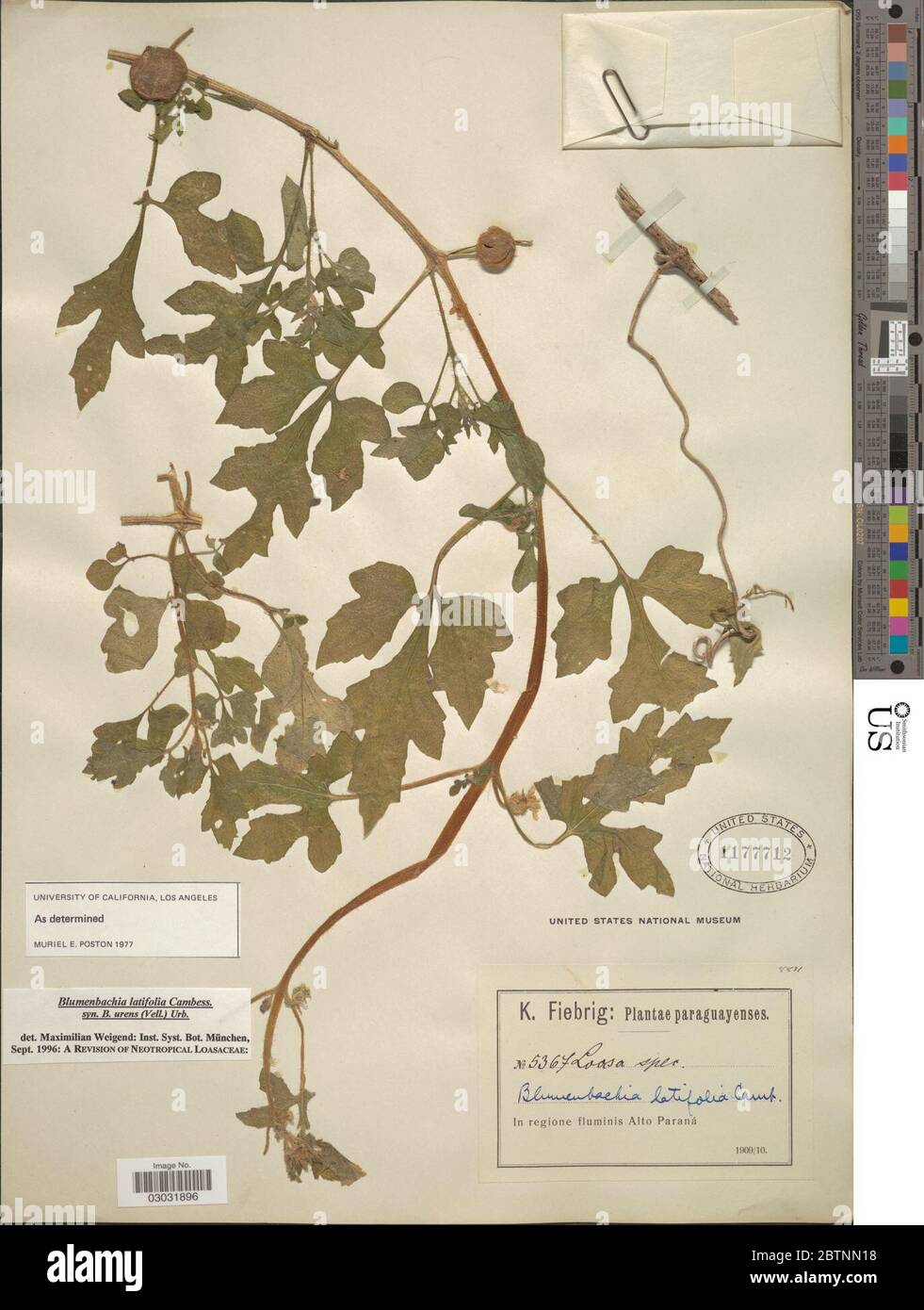 Blumenbachia latifolia Cambess. Stock Photo