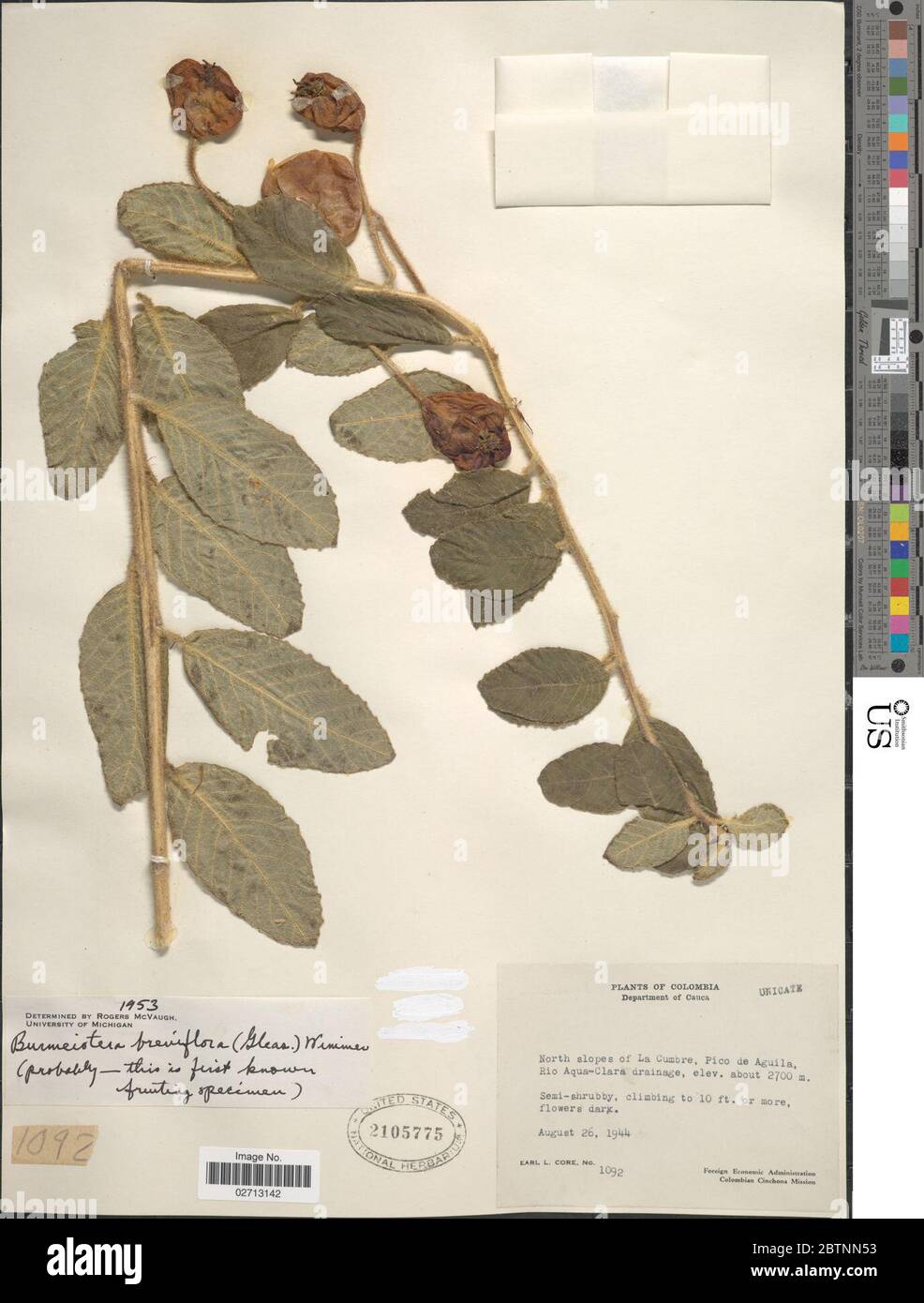 Burmeistera breviflora Gleason E Wimm. Stock Photo