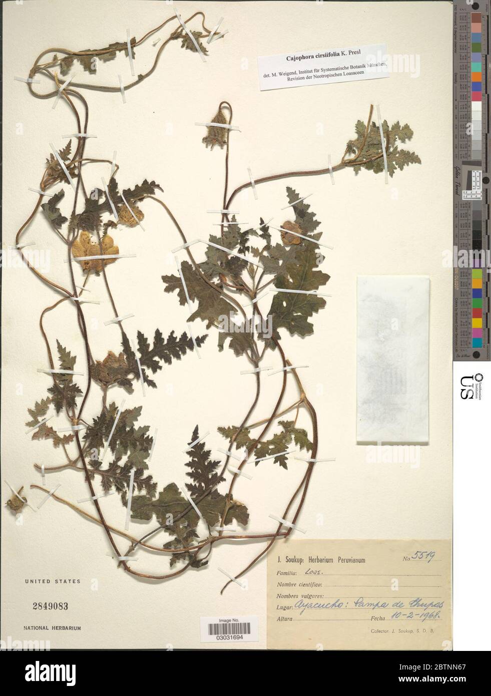 Caiophora cirsiifolia C Presl. Stock Photo