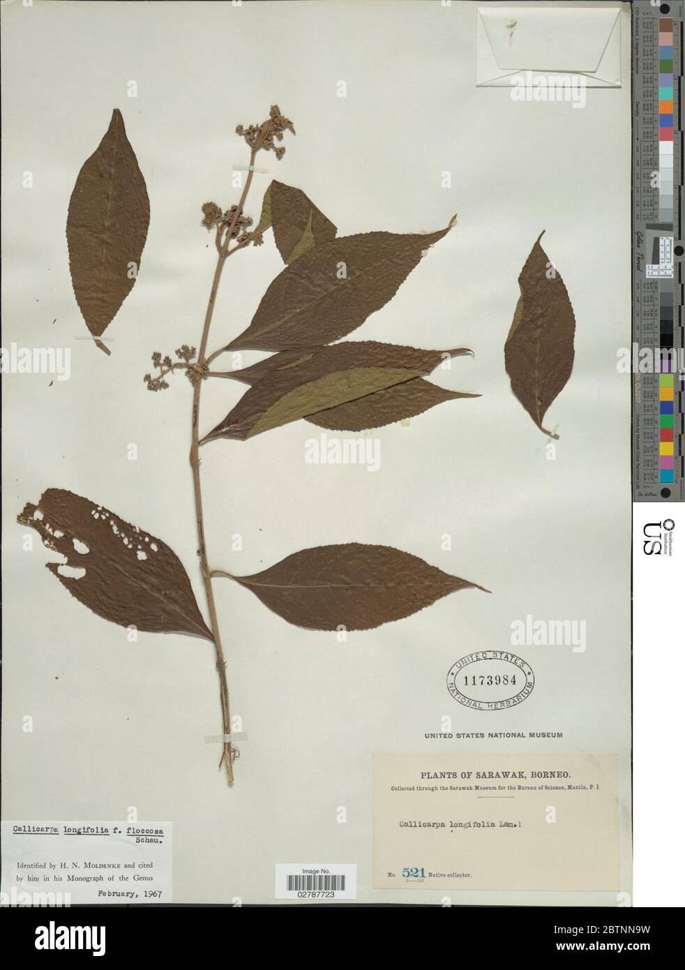 Callicarpa longifolia f floccosa Schauer. Stock Photo