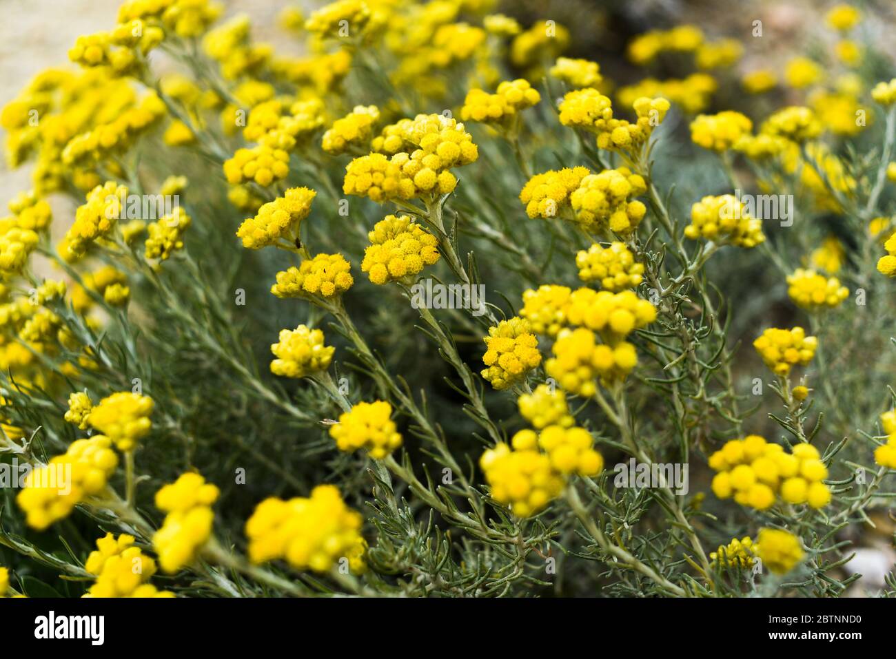 Helichrysum stoechas blooming in a field springtime. Stock Photo
