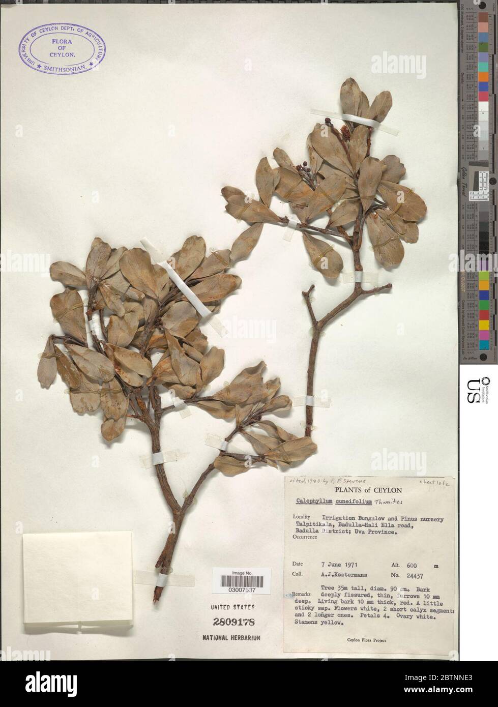Calophyllum cuneifolium Thwaites. Stock Photo