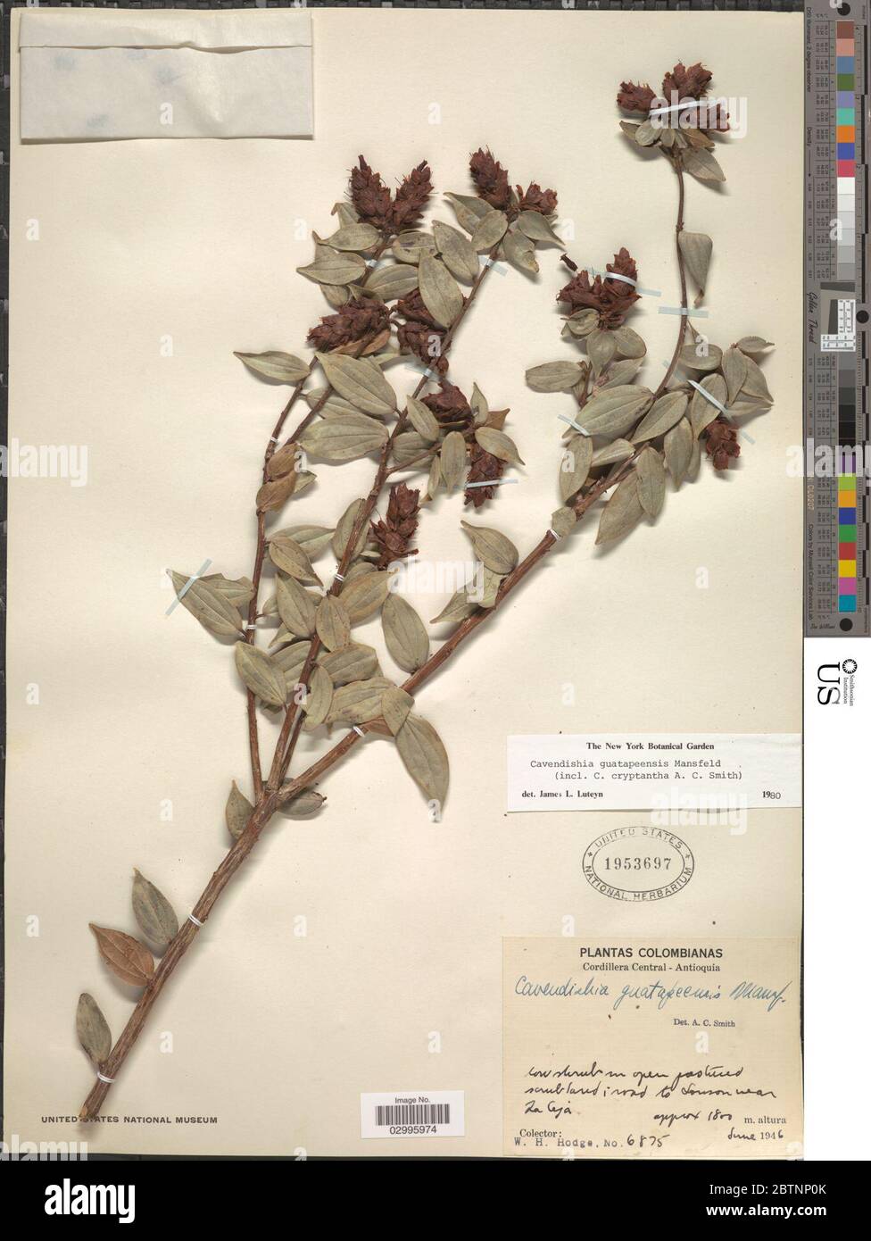 Cavendishia guatapeensis Mansf. Stock Photo