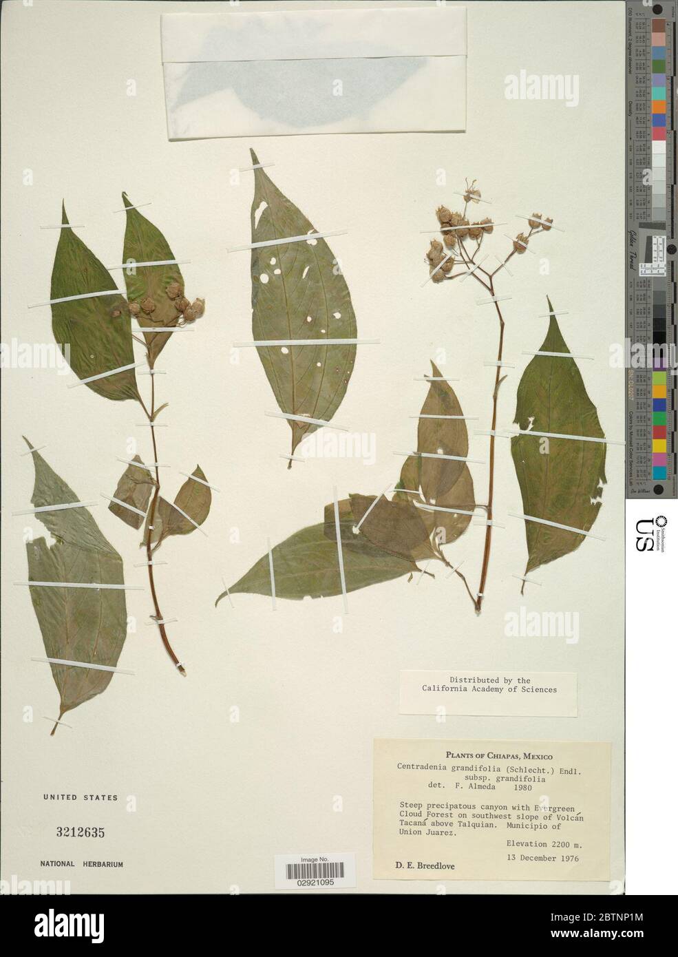 Centradenia grandifolia subsp grandifolia. Stock Photo