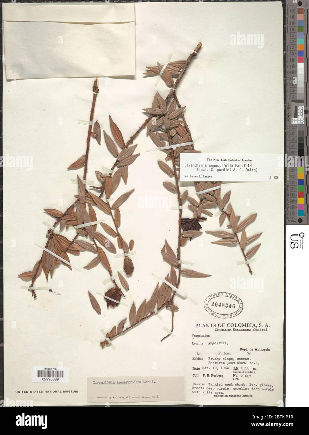 Cavendishia angustifolia Mansf. Stock Photo