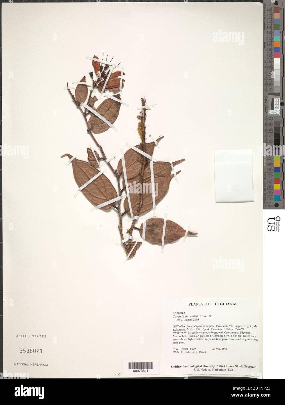 Cavendishia callista Donn Sm. Stock Photo