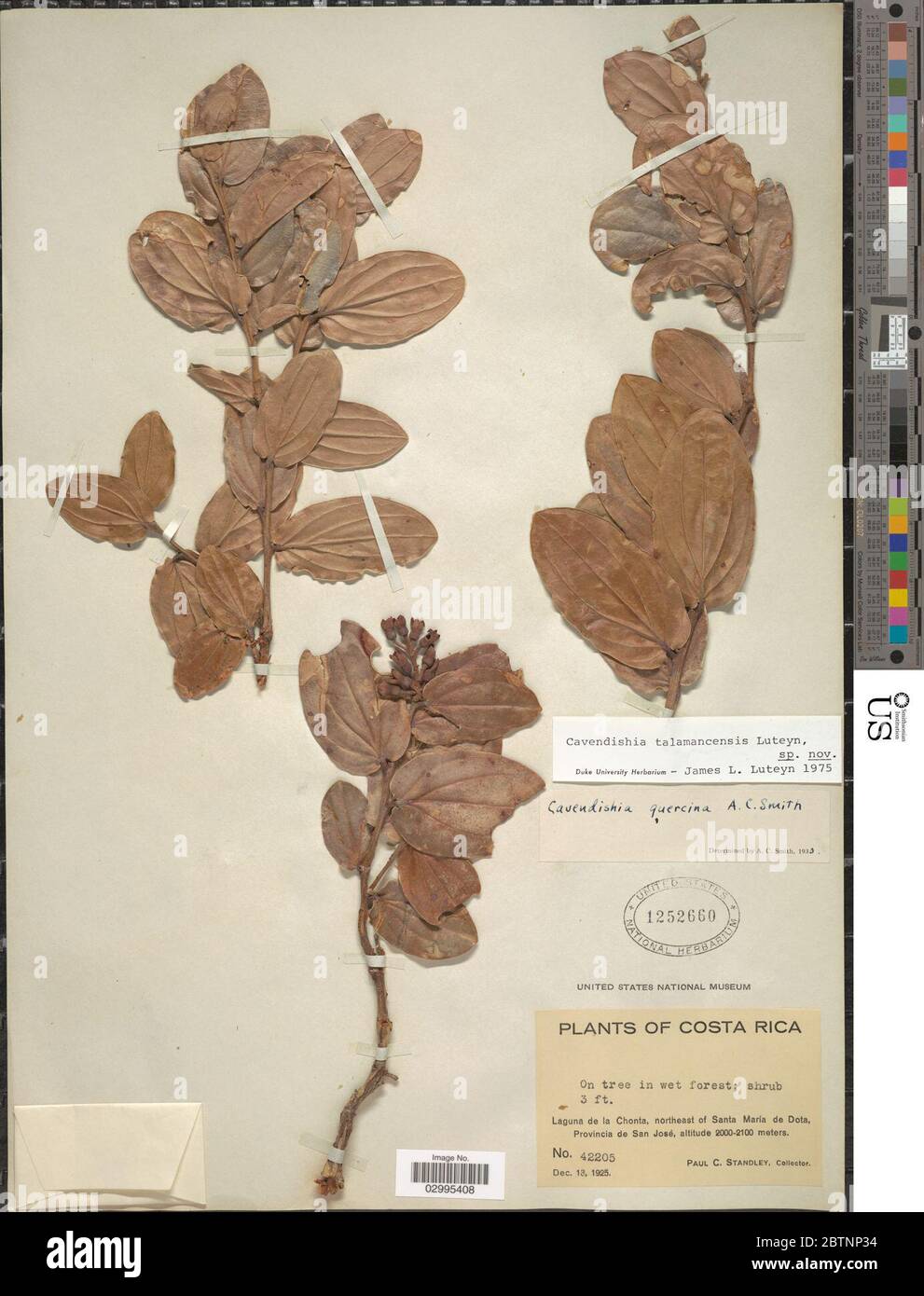 Cavendishia talamancensis Luteyn. Stock Photo