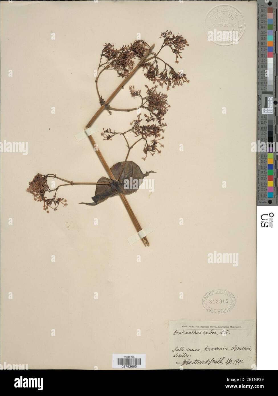 Botanical centranthus ruber hi-res stock photography and images - Alamy