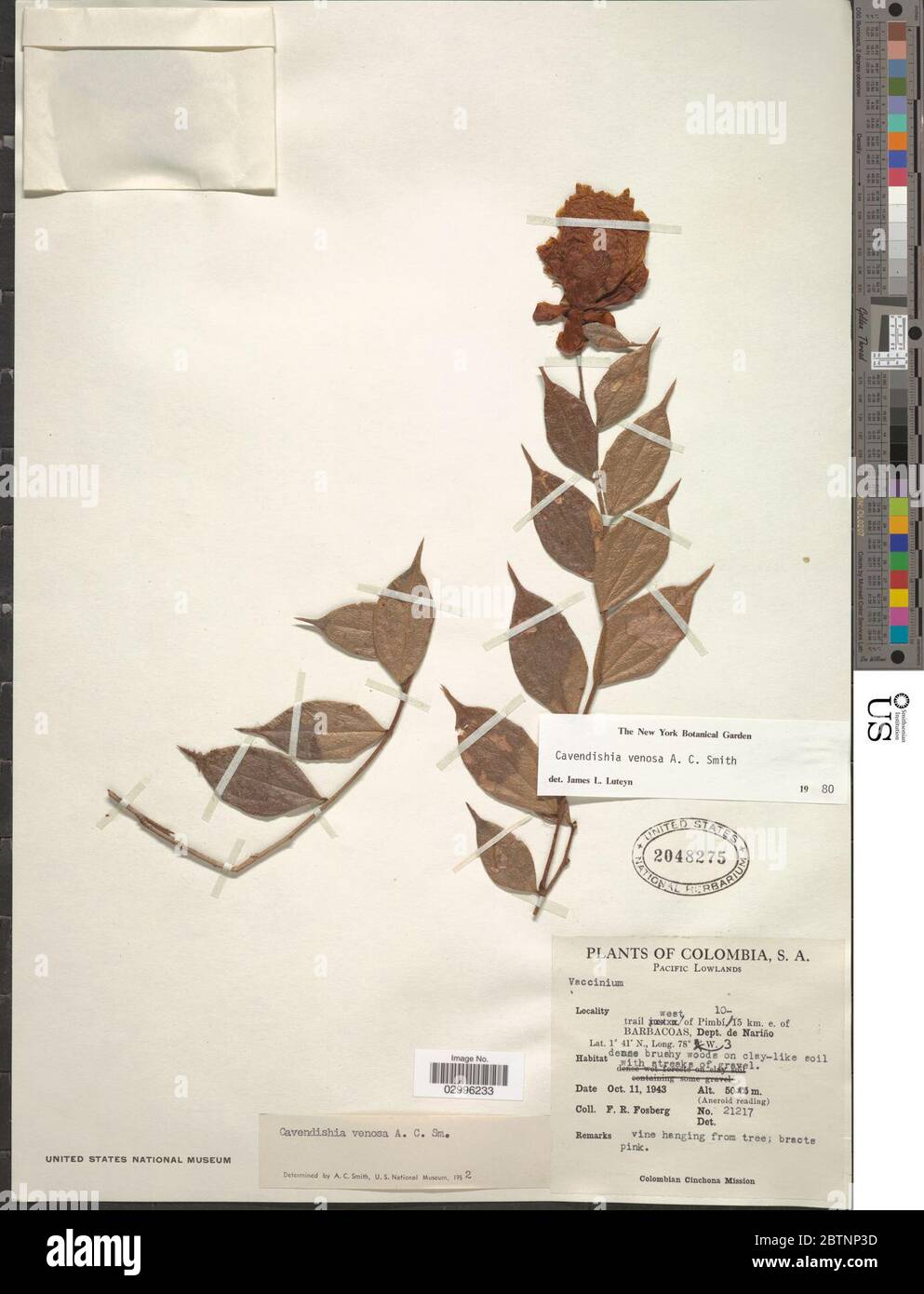Cavendishia venosa AC Sm. Stock Photo