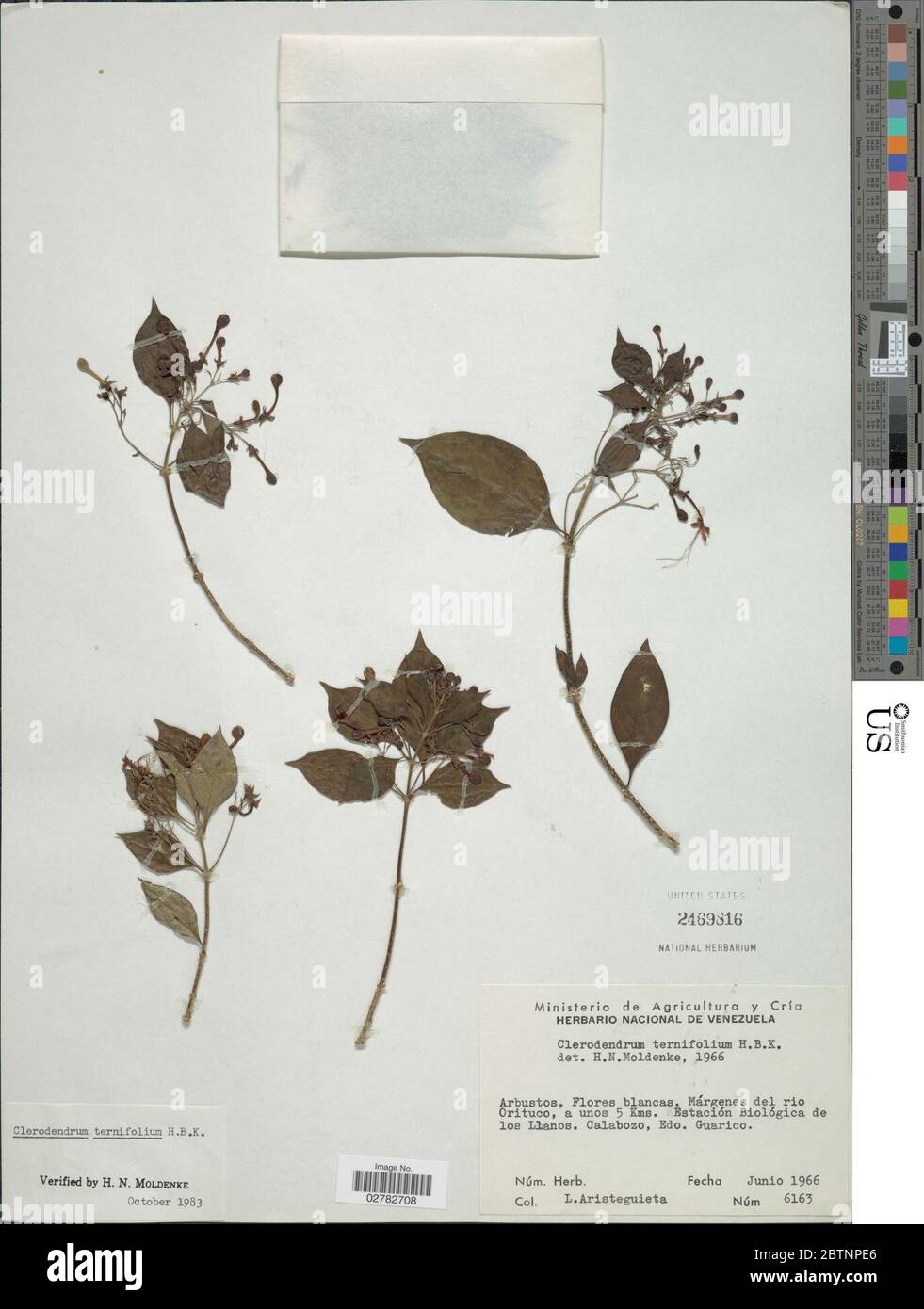 Clerodendrum ternifolium. Stock Photo