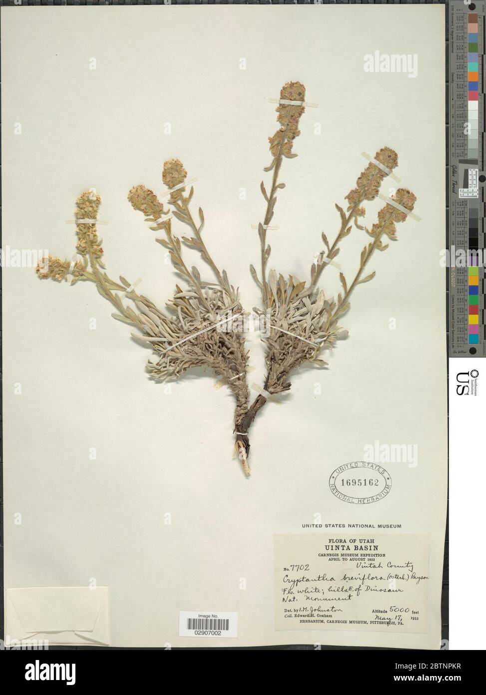 Cryptantha breviflora Osterh Payson. Stock Photo