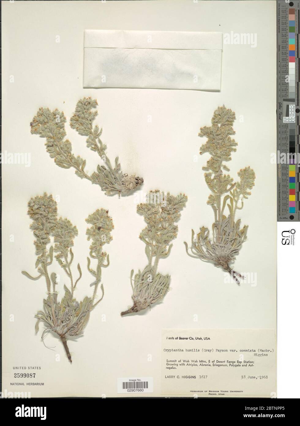 Cryptantha humilis Greene Payson. Stock Photo