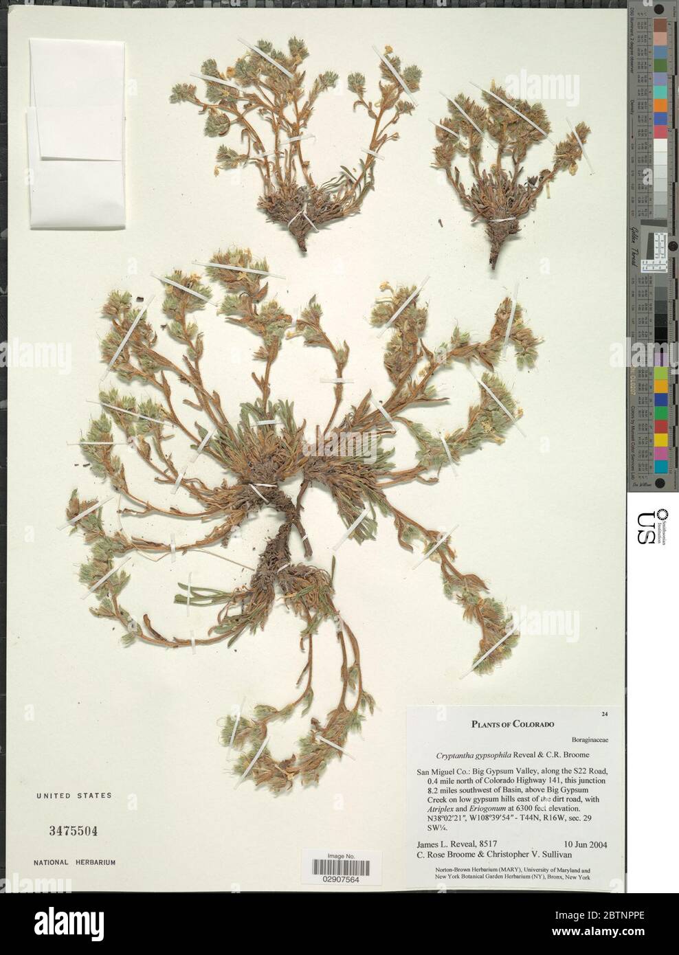 Cryptantha gypsophila Reveal CR Broome. Stock Photo