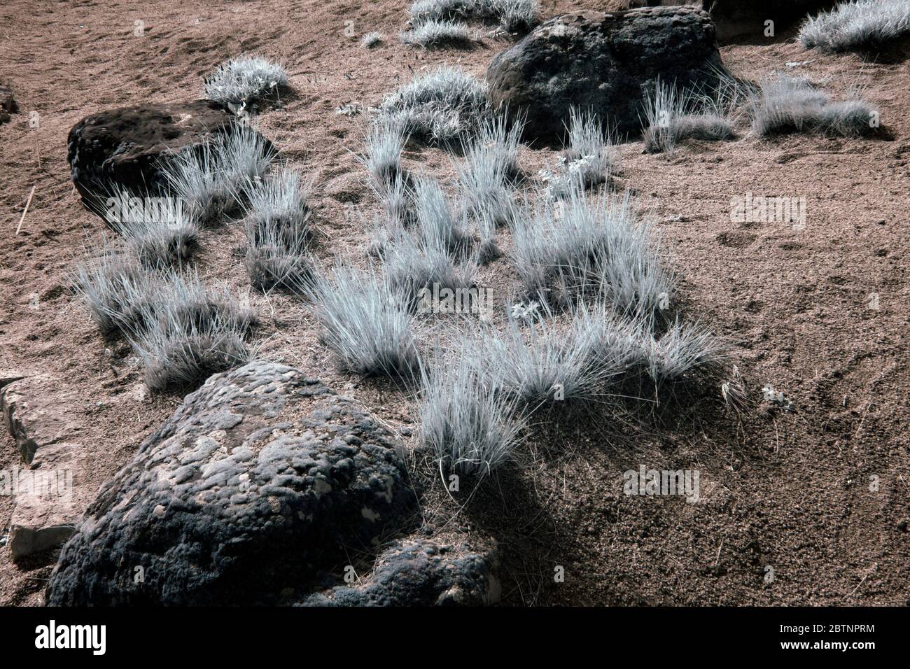 Artificial grass garden hires stock photography and images Alamy