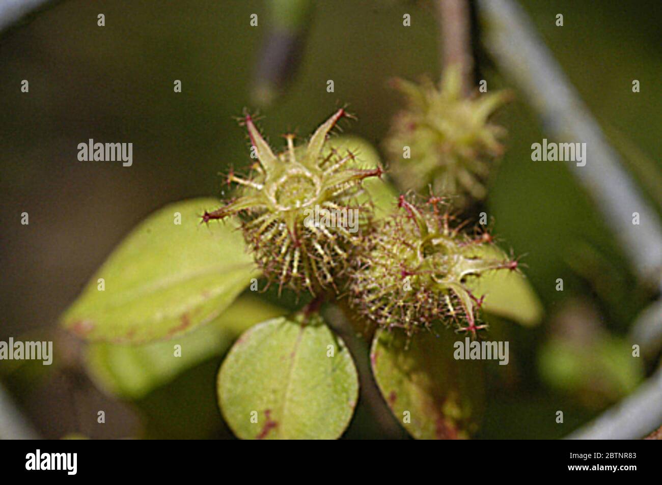 Dissotis rotundifolia Sm Triana. Stock Photo