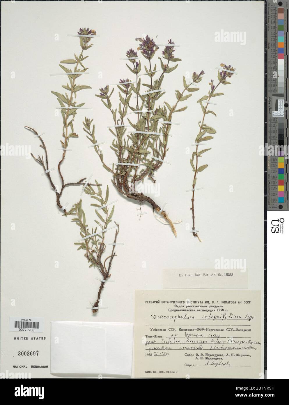 Dracocephalum integrifolium Bunge. Stock Photo