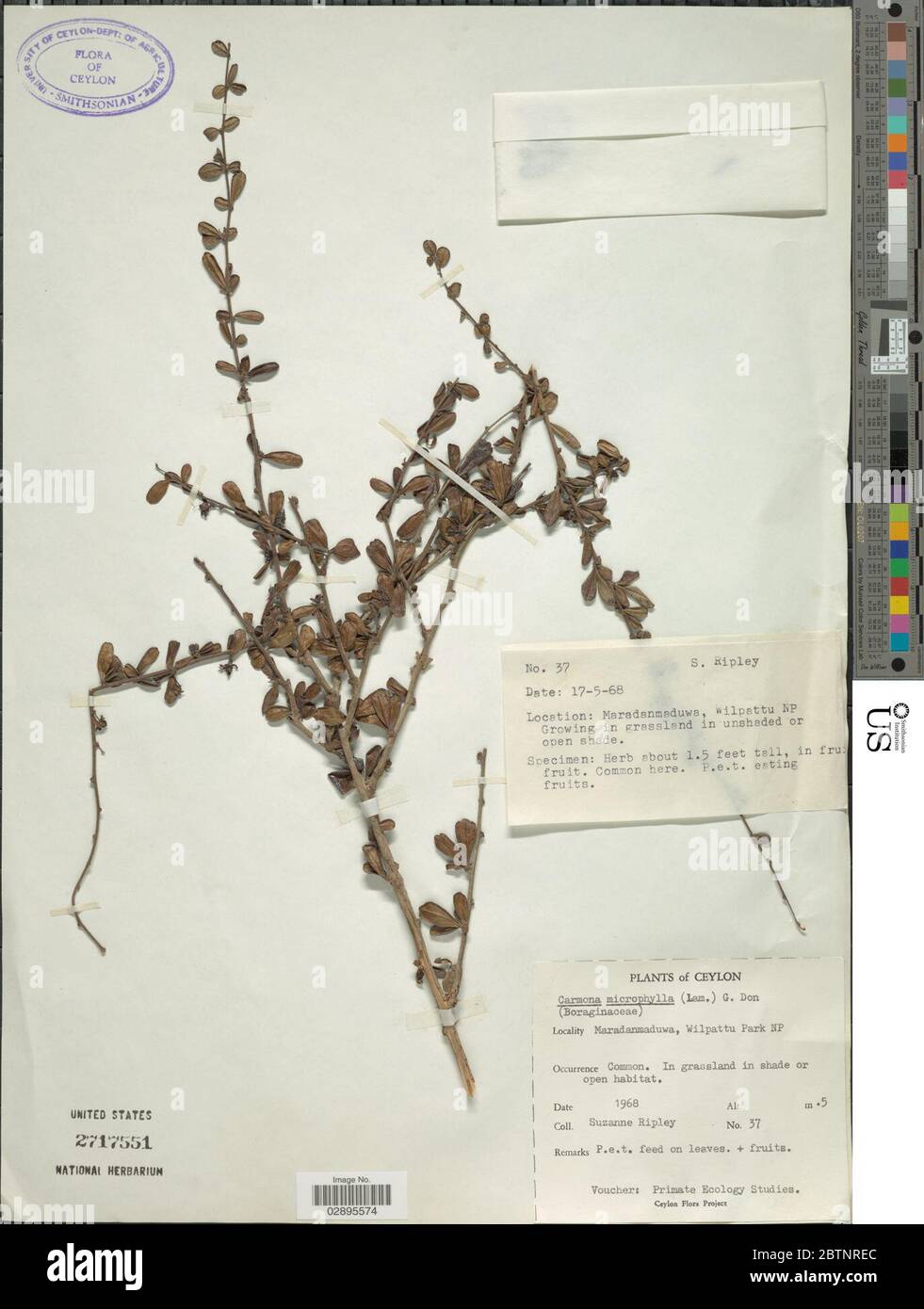Ehretia microphylla Lam. Stock Photo