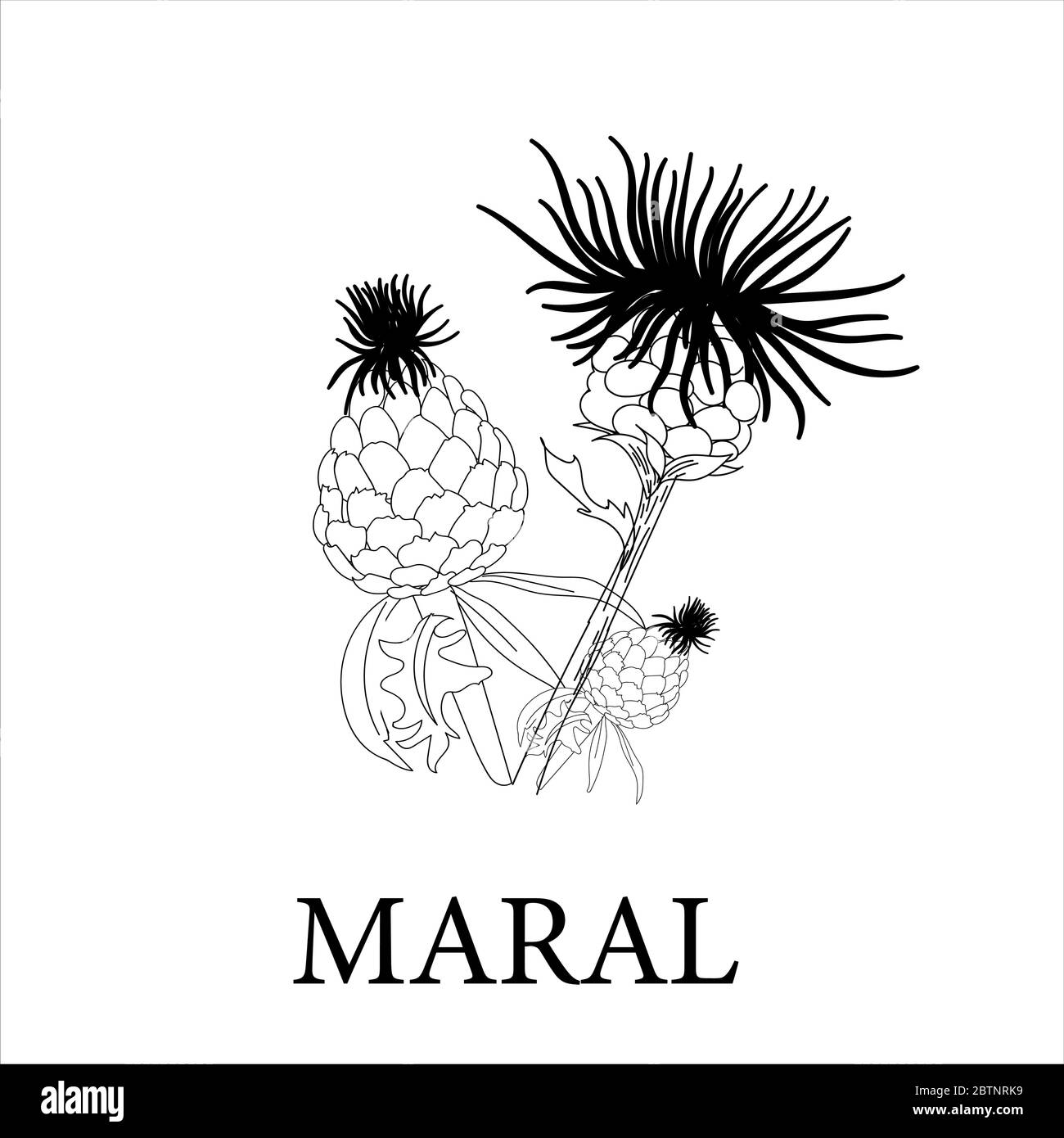 maral root, leuzea conifera. Plants of the Altai Mountains. Healing herbs and flowers. Vector illustration linear illustration Stock Vector