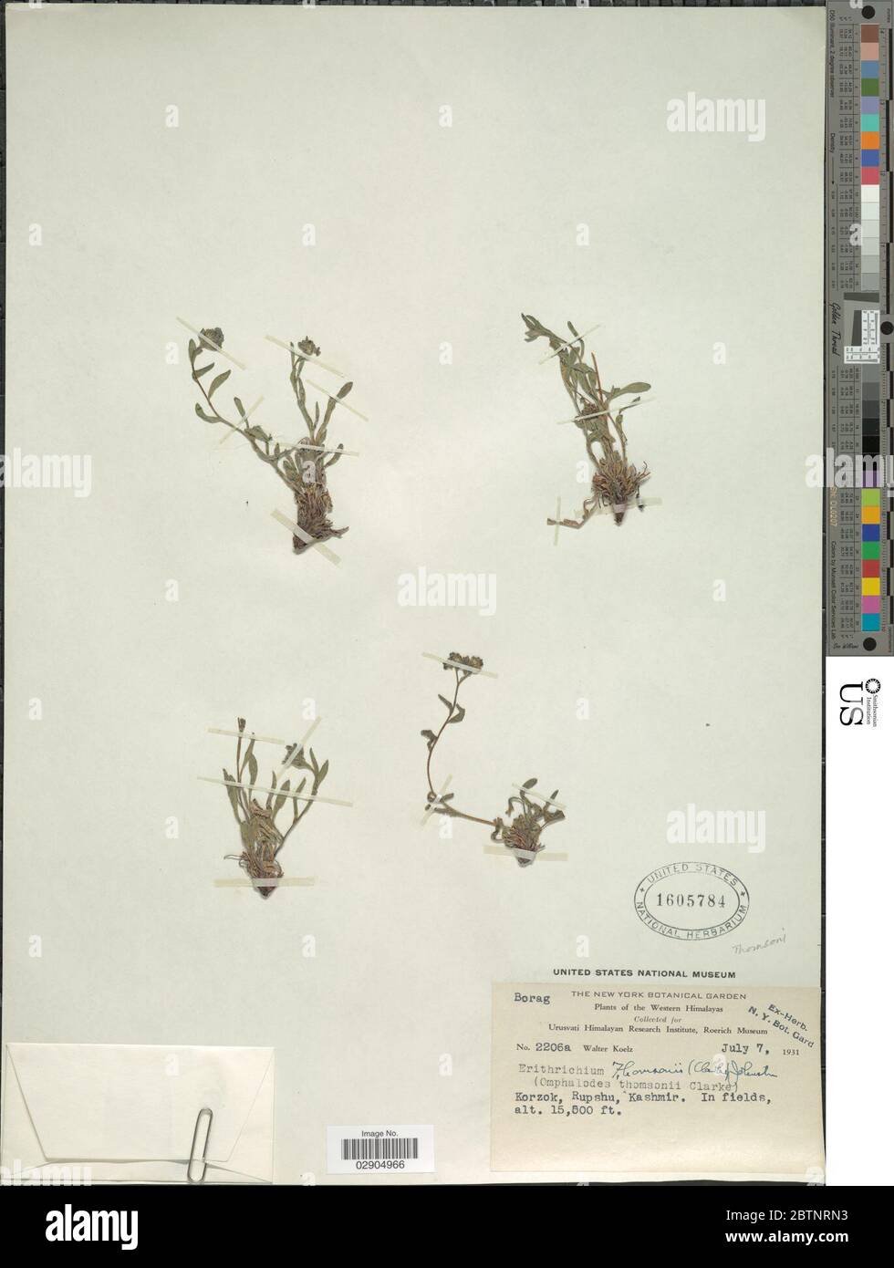 Eritrichium thomsonii CB Clarke IM Johnst. Stock Photo