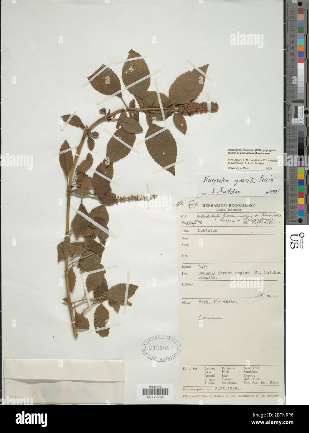 Eurysolen gracilis Prain. Stock Photo