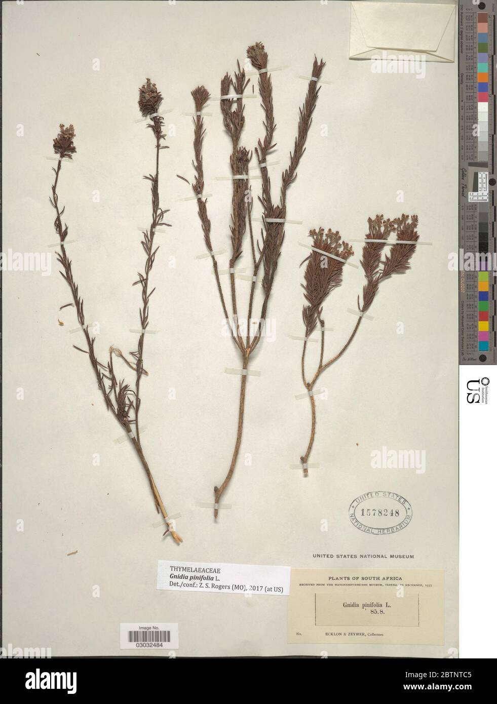 Gnidia pinifolia L. Stock Photo