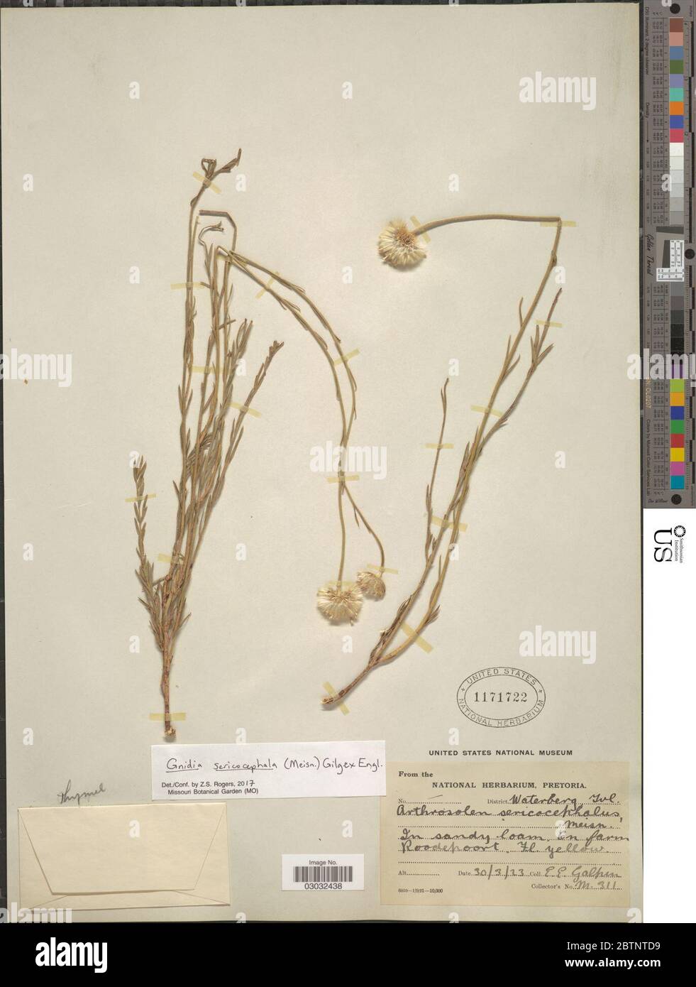 Gnidia sericocephala Meisn Gilg ex Engl. Stock Photo