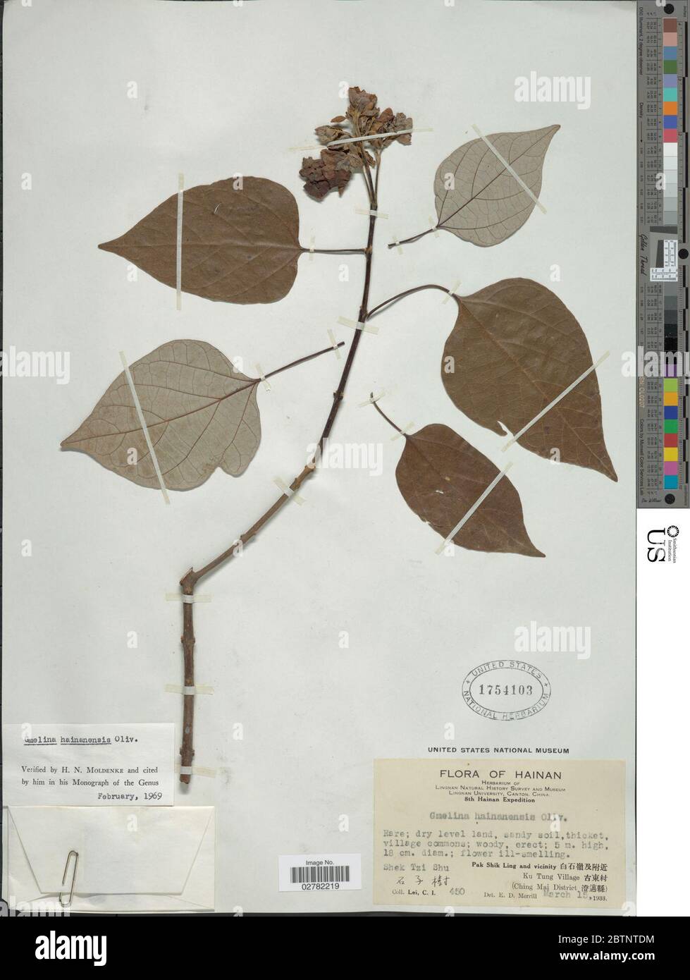 Gmelina hainanensis Oliv. Stock Photo