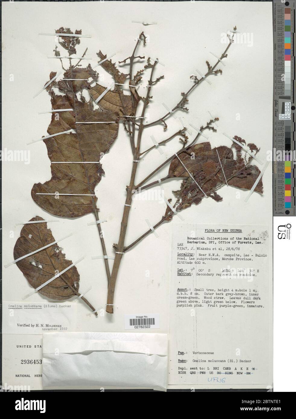 Gmelina moluccana. Stock Photo