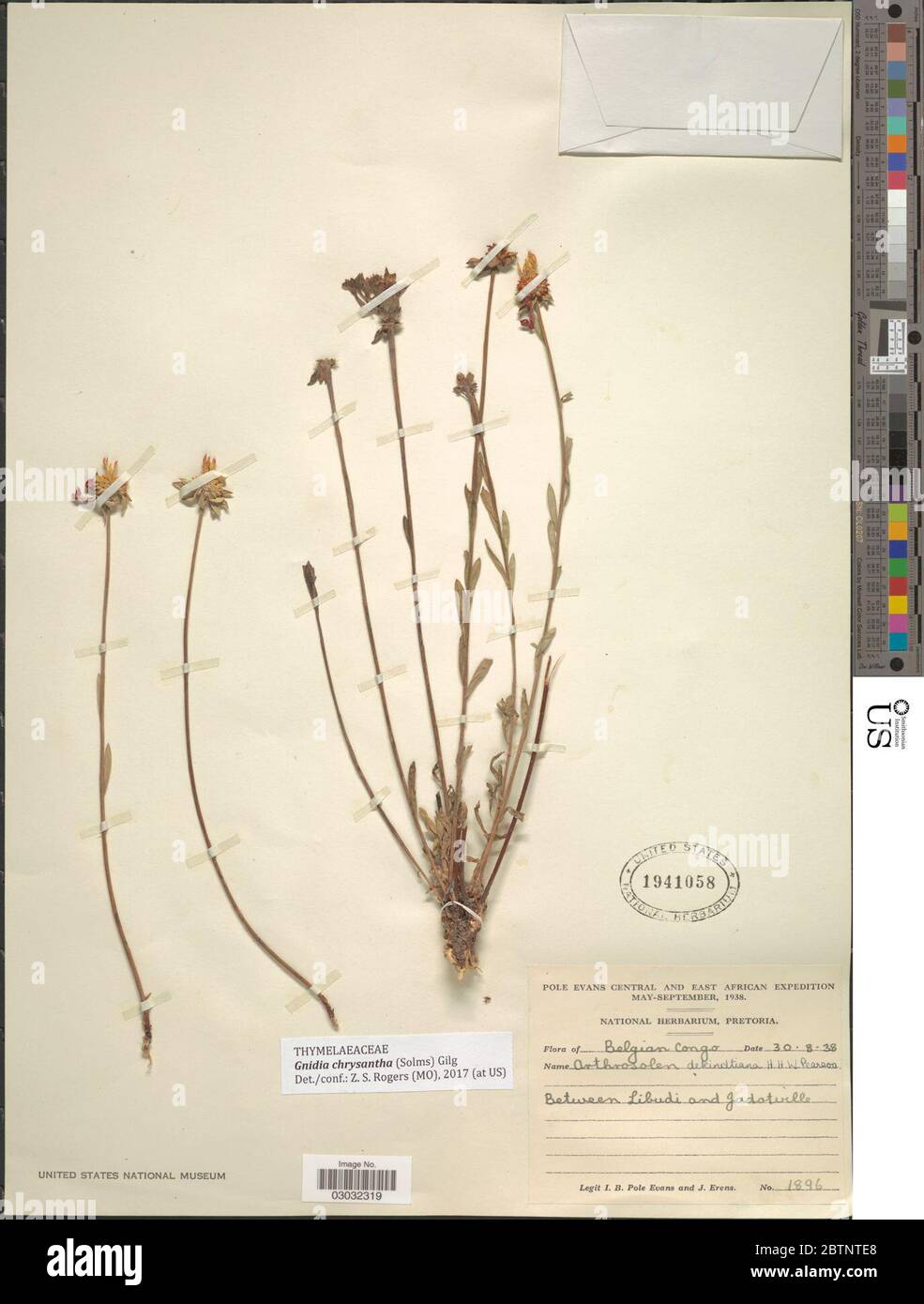 Gnidia chrysantha Solms Gilg. Stock Photo