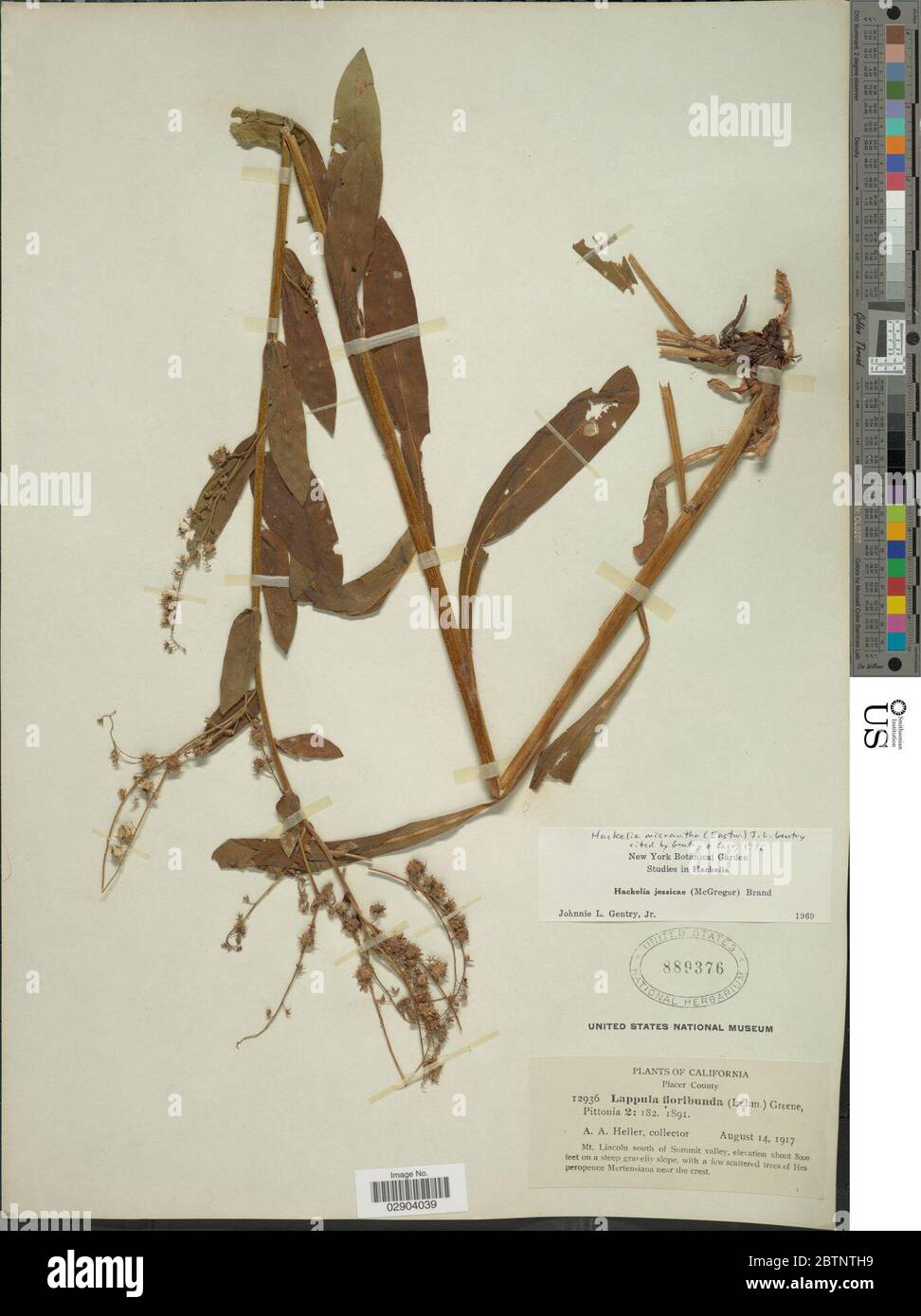 Hackelia micrantha. Stock Photo