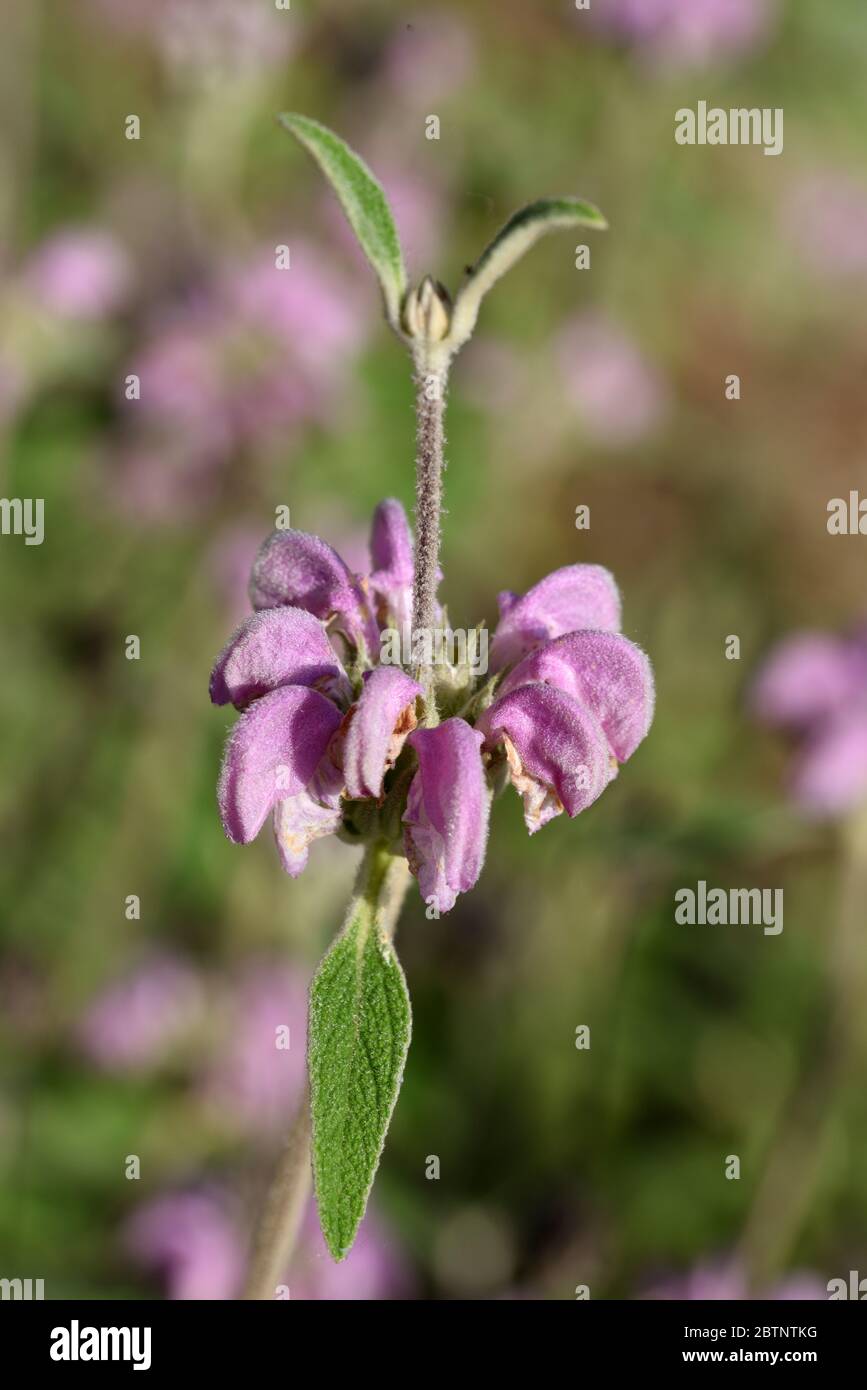 Purple Jerusalem Sage Phlomis purpurea Stock Photo