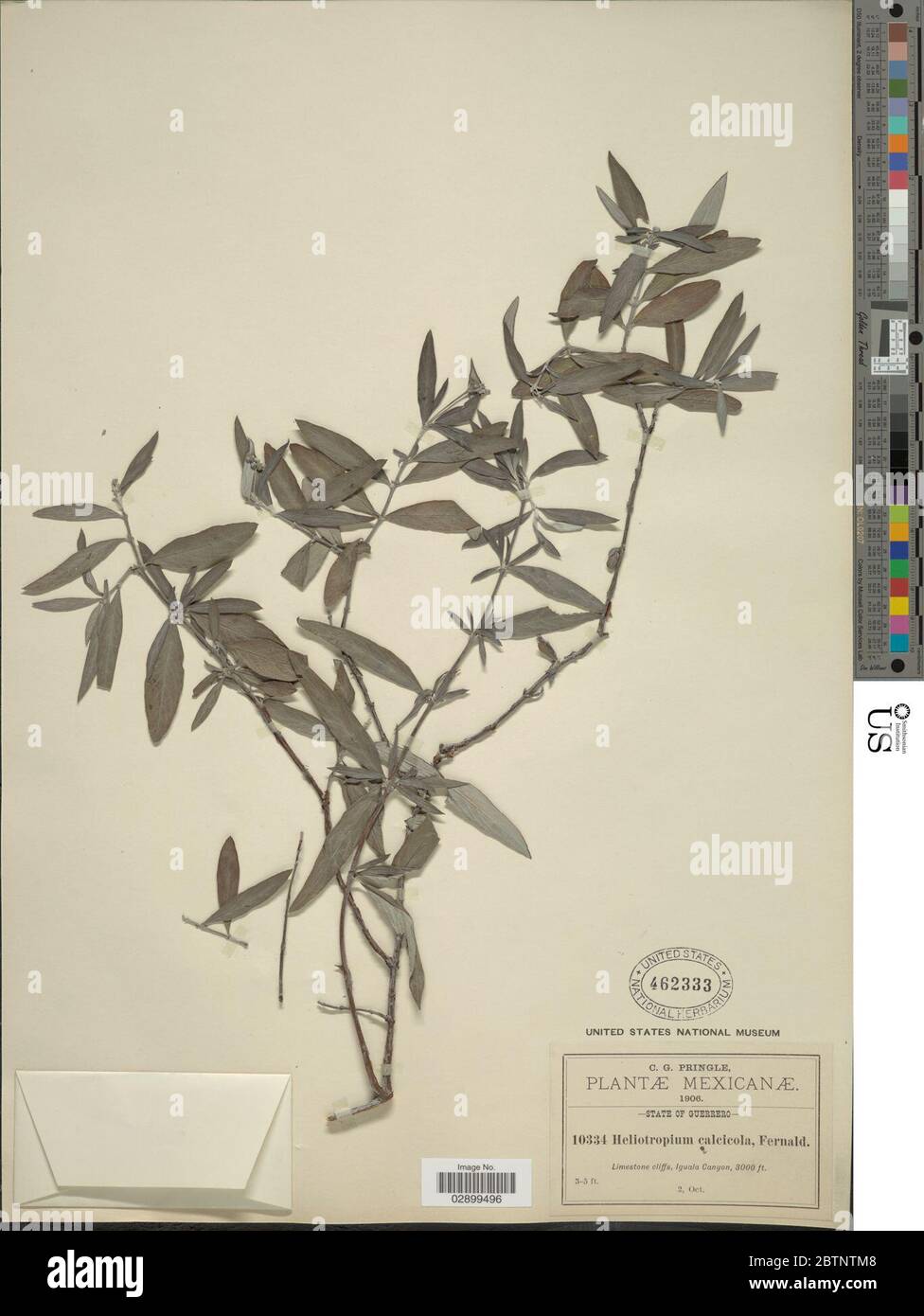 Heliotropium calcicola Fernald. Stock Photo