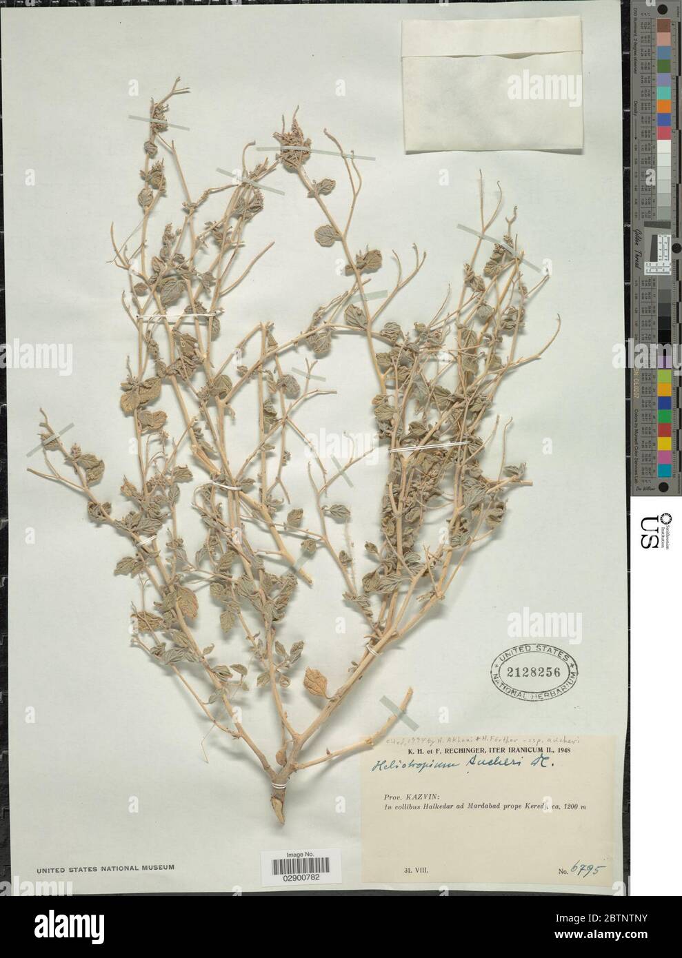Heliotropium aucheri DC. Stock Photo