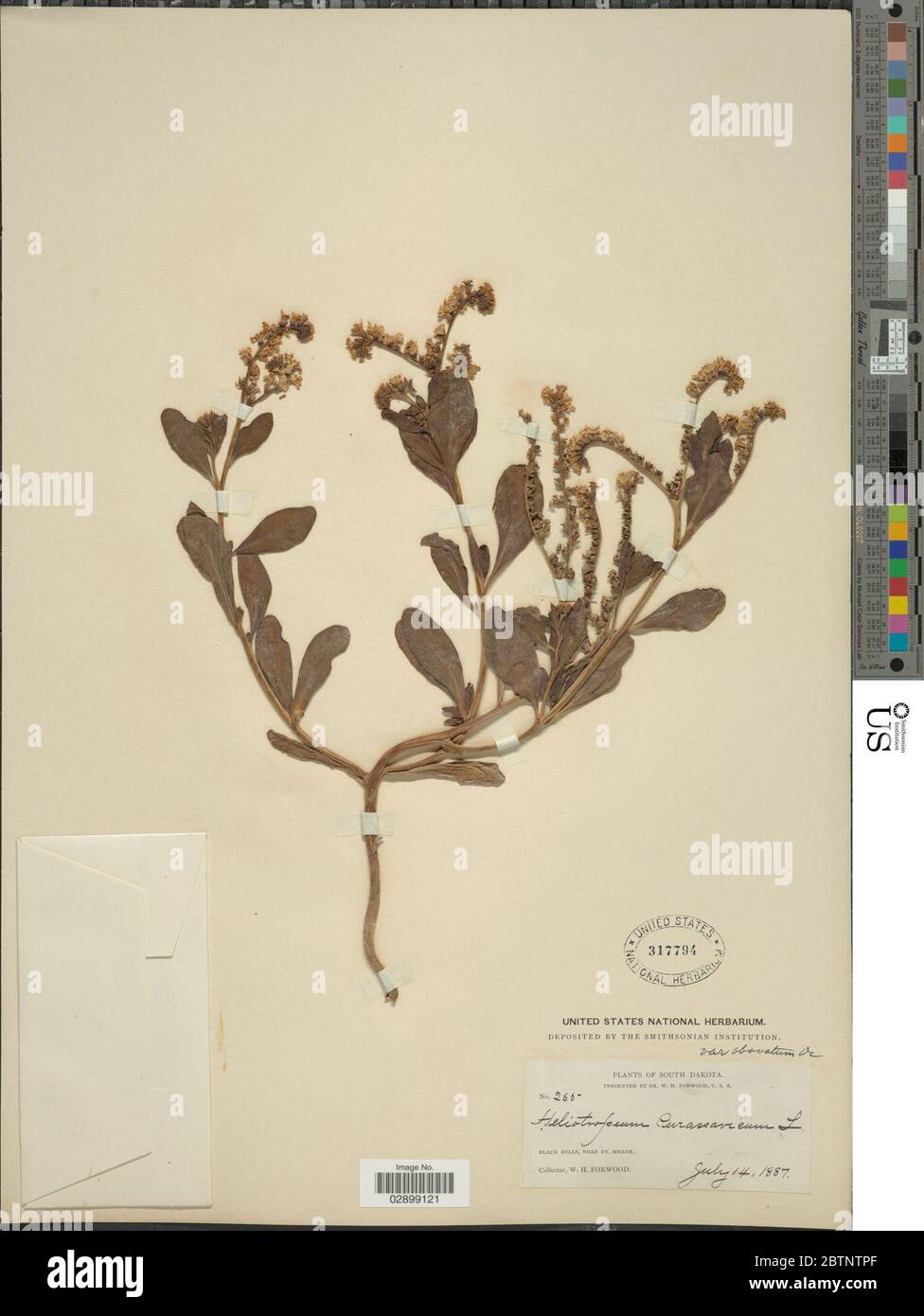 Heliotropium curassavicum subsp obovatum DC Lve D Lve. Stock Photo