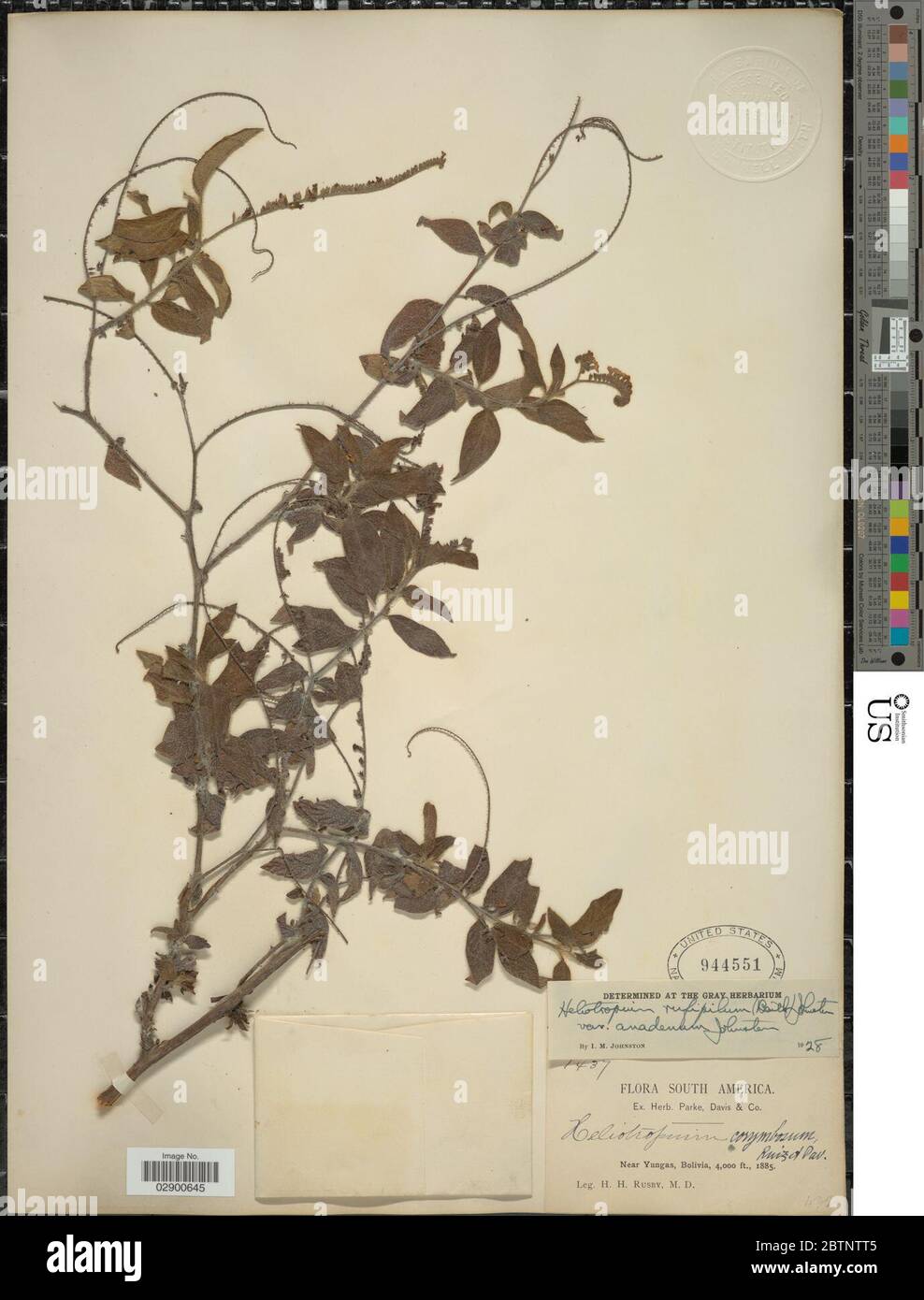 Heliotropium rufipilum Benth IM Johnst. Stock Photo