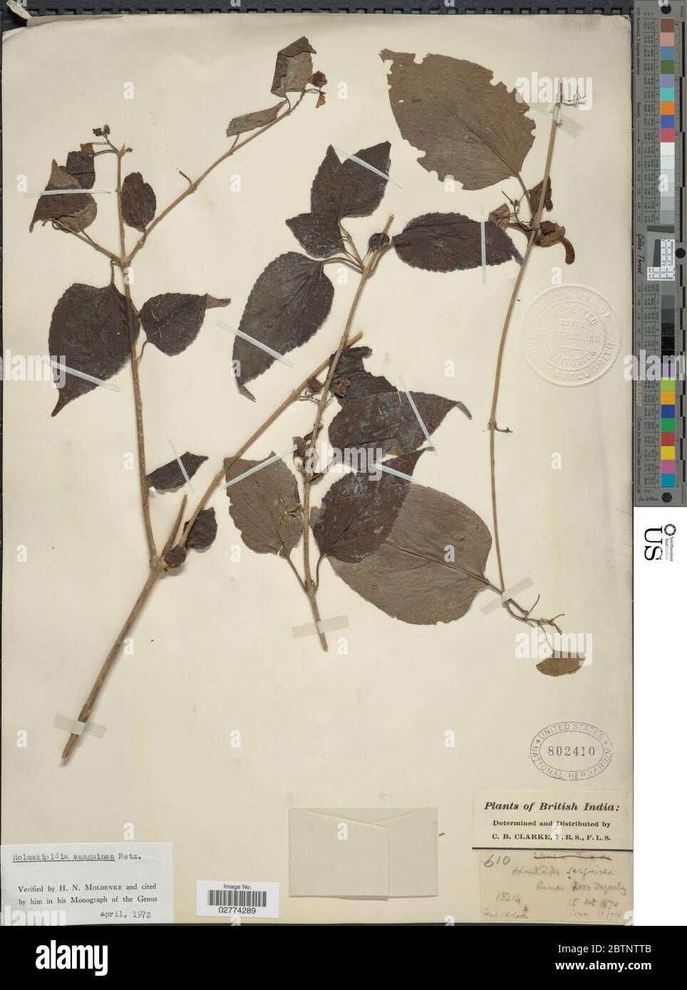 Holmskioldia sanguinea Retz. Stock Photo
