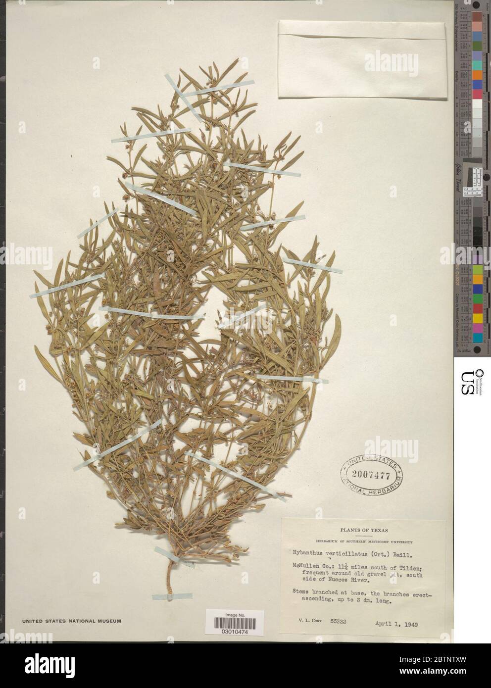 Hybanthus verticillatus Ortega Baill. Stock Photo