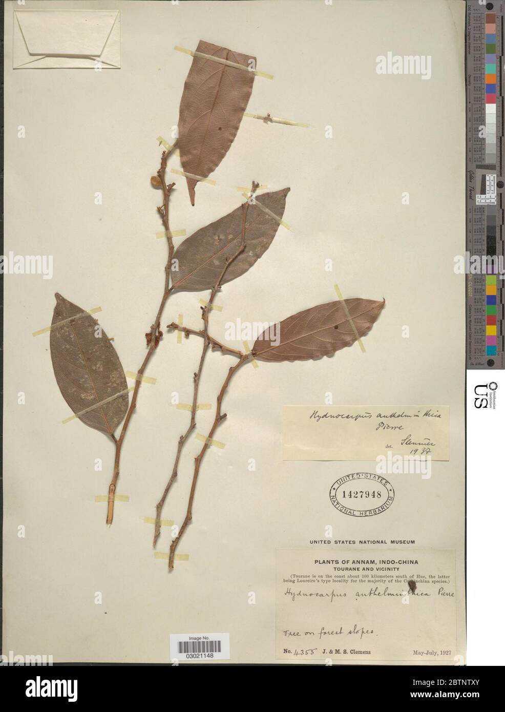 Hydnocarpus anthelminthica Pierre ex Gagnep. Stock Photo