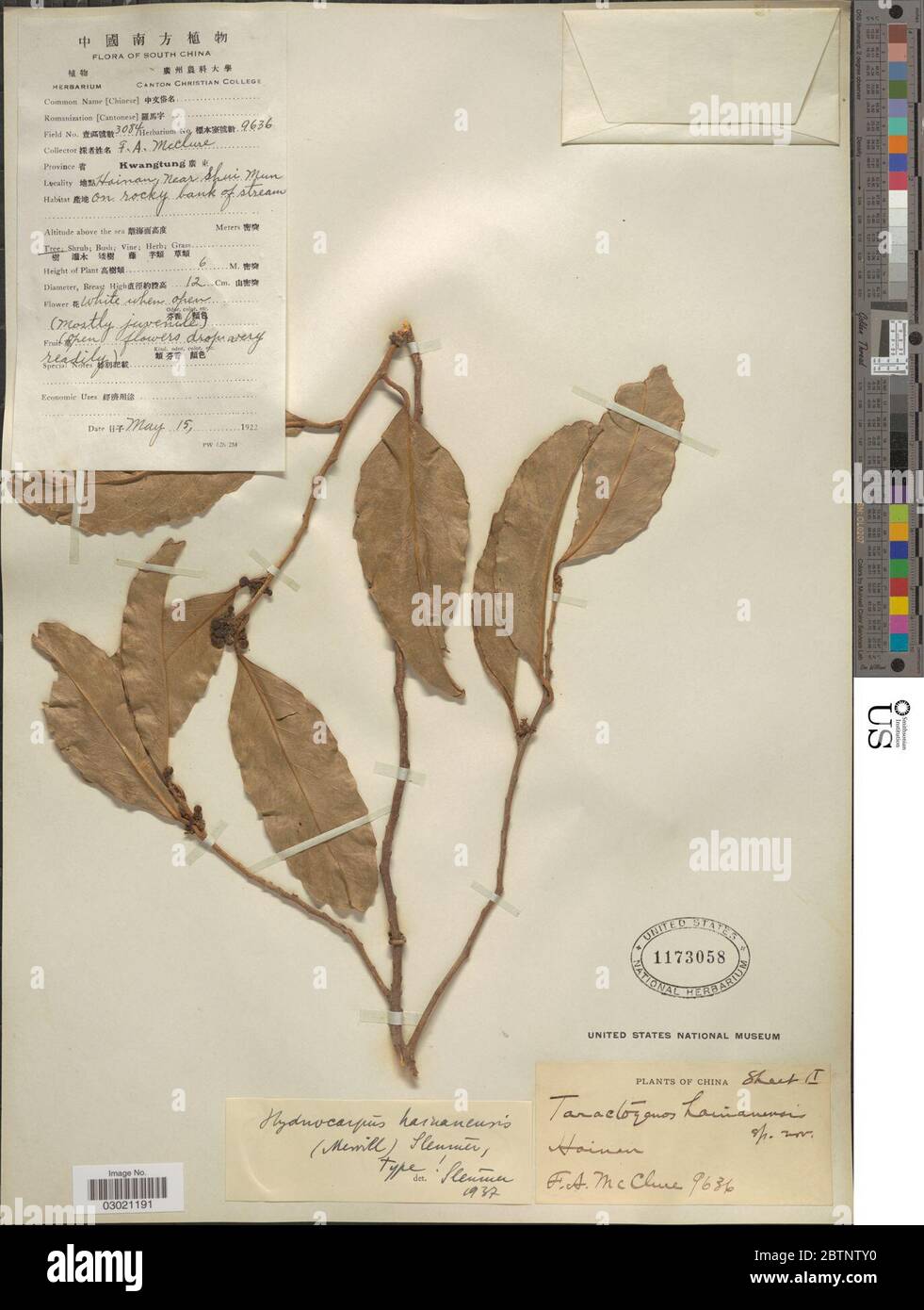 Hydnocarpus hainanensis Merr Sleumer. Stock Photo
