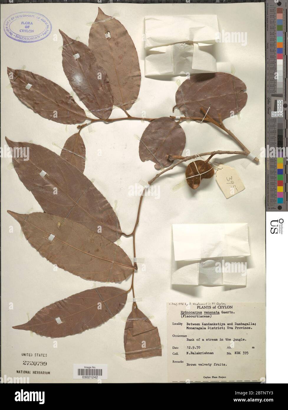 Hydnocarpus venenata. Stock Photo