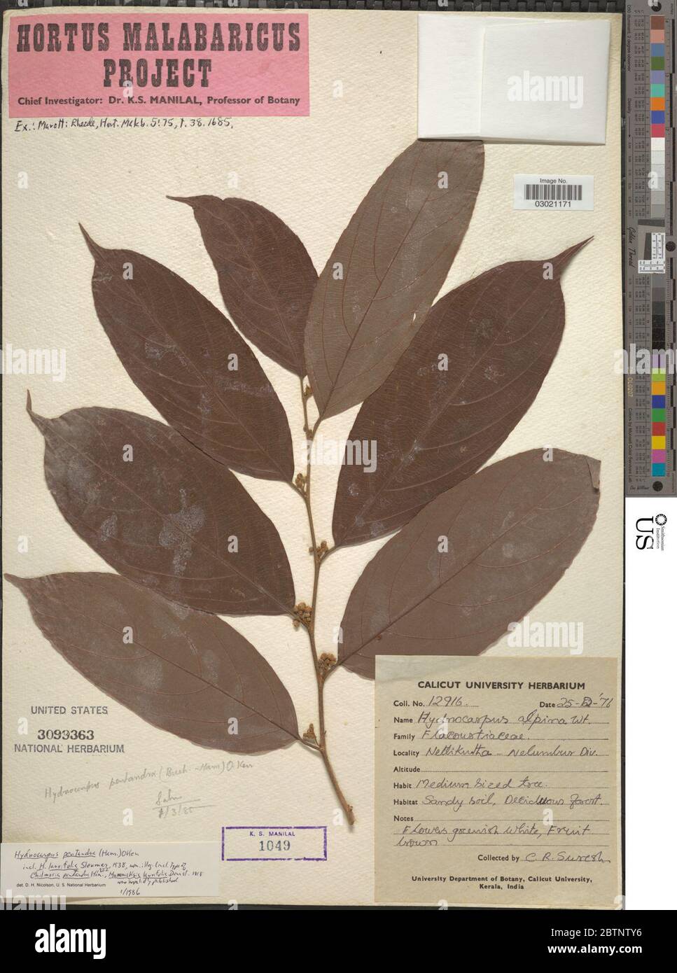 Hydnocarpus pentandrus BuchHam Oken. Stock Photo
