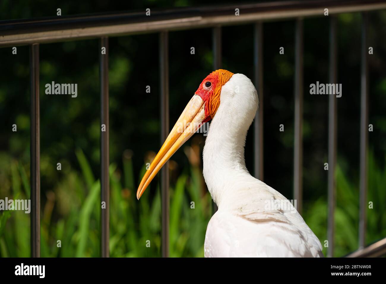 Bird walks along park path hi-res stock photography and images - Alamy