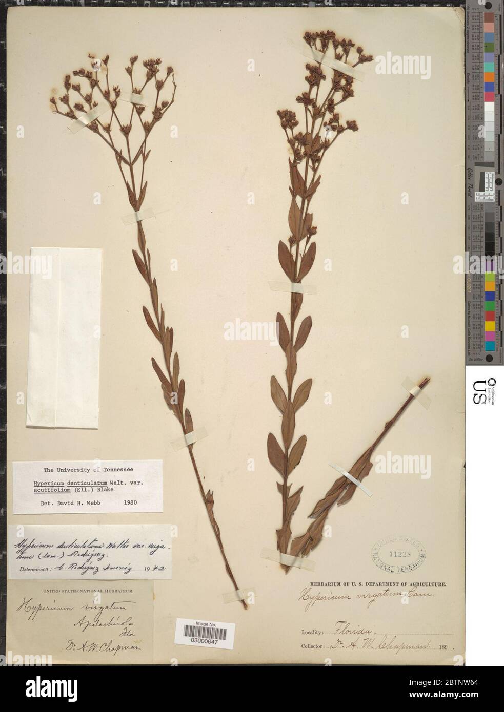 Hypericum denticulatum var acutifolium Elliott N Robson. Stock Photo