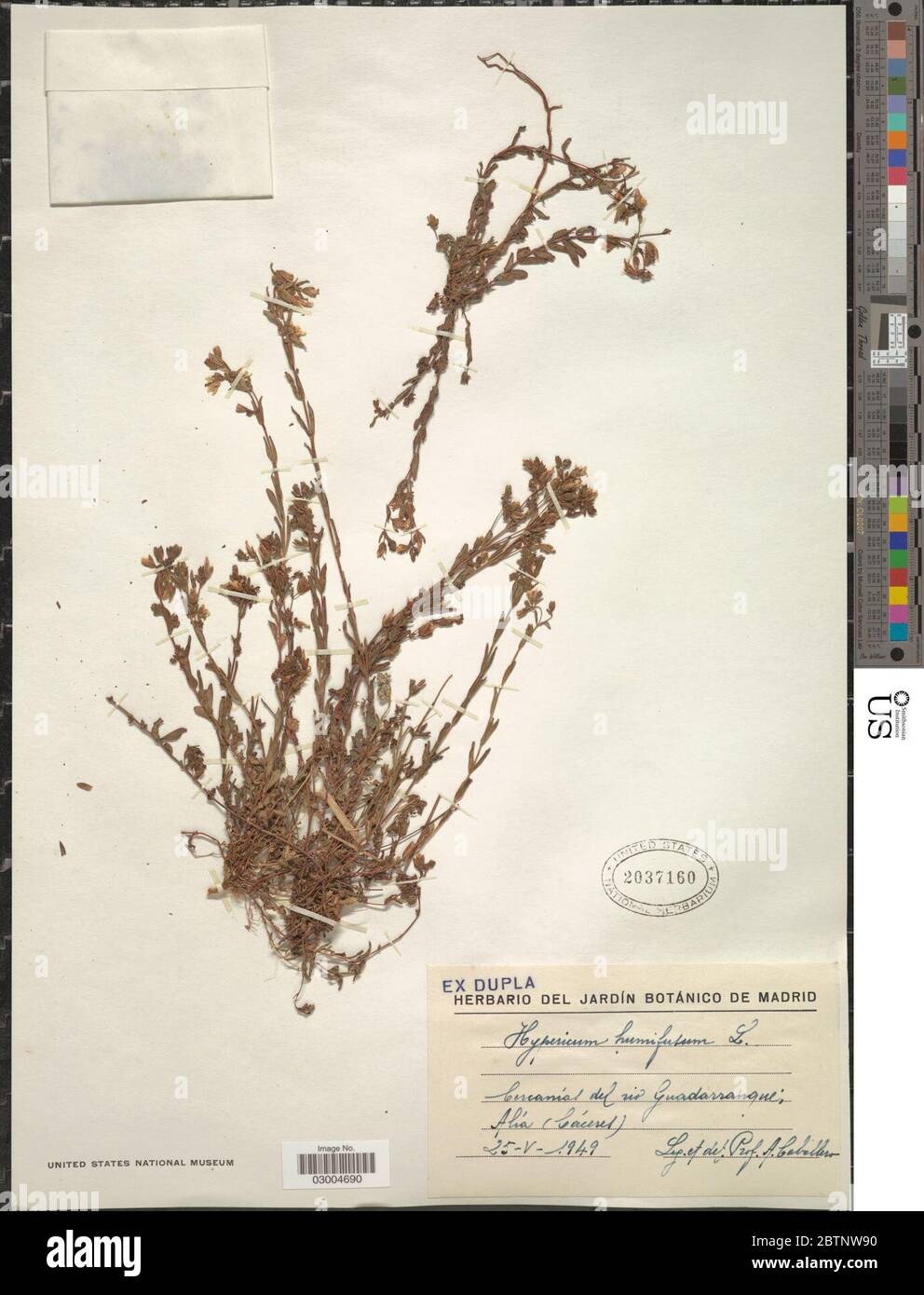 Hypericum humifusum L. Stock Photo