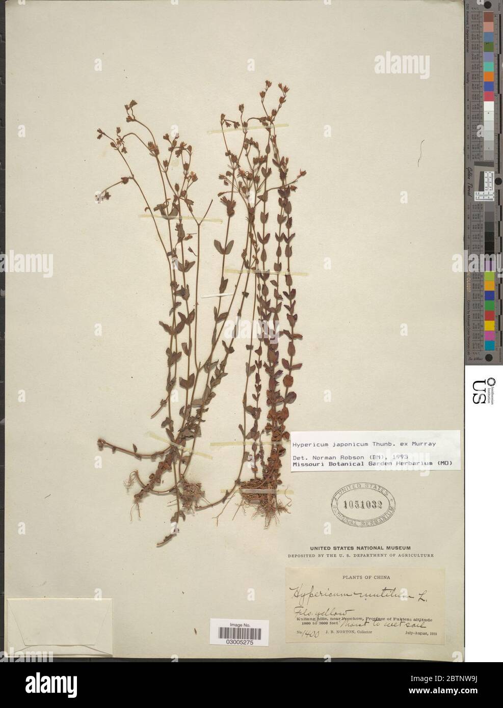 Hypericum japonicum Thunb. Stock Photo
