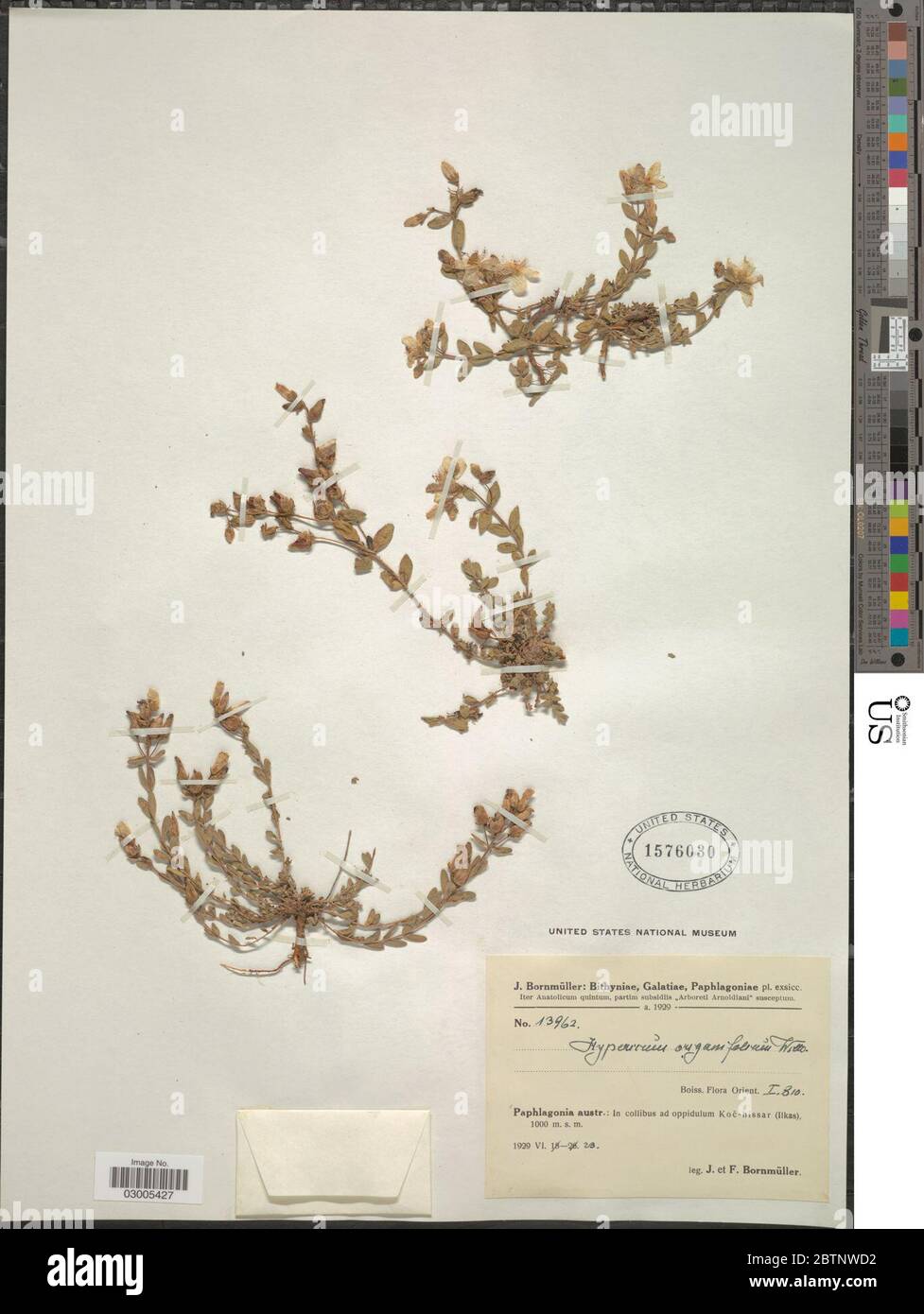 Hypericum origanifolium Willd. Stock Photo