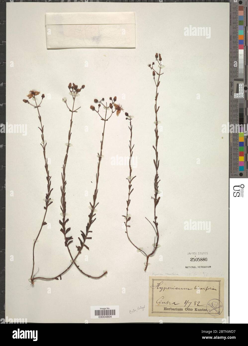 Hypericum linearifolium Willd. Stock Photo