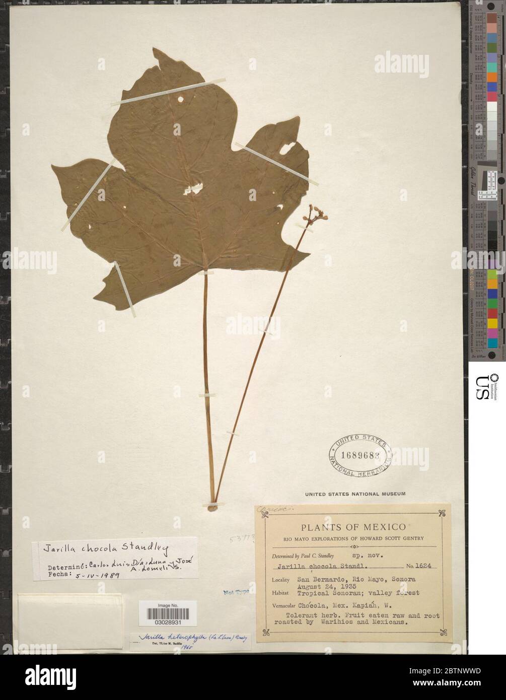 Jarilla chocola Standl Stock Photo Alamy