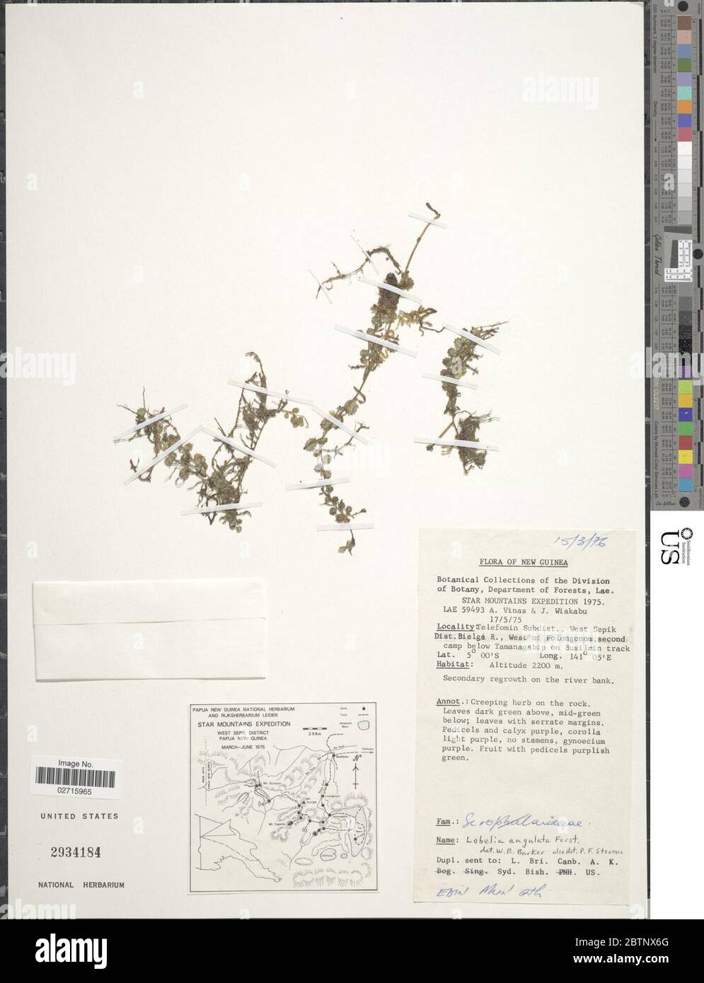 Lobelia angulata G Forst. Stock Photo